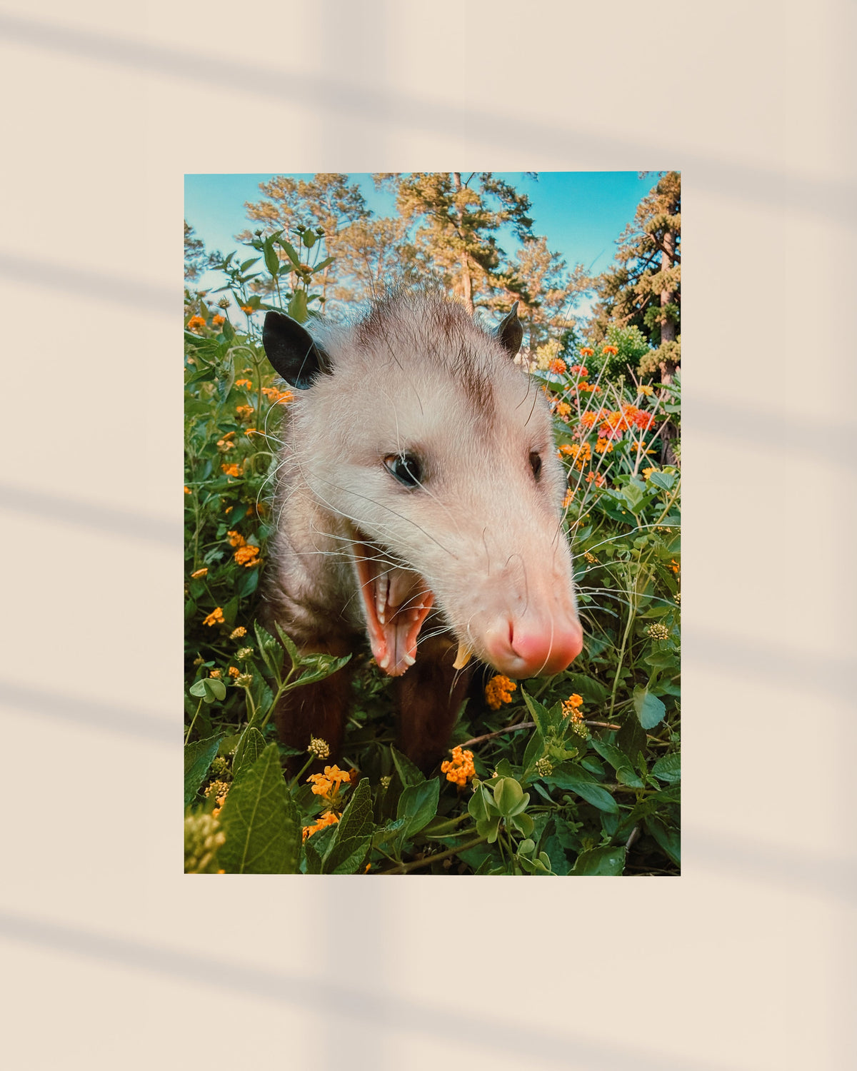 Furman In the Flowers Opossum Print